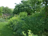 Garten Juni1 014.webp
