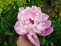 Rosa Pfingstrose.webp