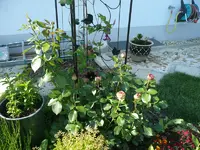 ganze Rose.webp