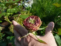 Knospe 3.webp