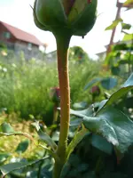 Minidornen unter Blüte.webp