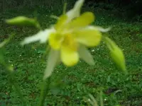 Akeleigelb.webp