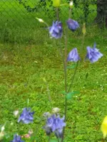 Akeleiviolettgefüllt.webp