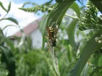20080724_6168.webp