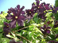 CIMG5942.webp