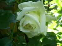 CIMG5952.webp