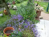 Hängeglockenblume.webp