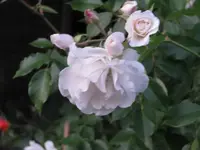 Schneewittchen 25%.webp