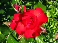 IMG_1440 25%.webp