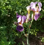 P1060288_581_600.webp