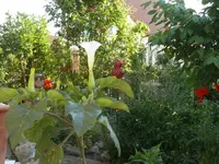 P1060337_600_450.webp