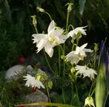 P1060348_600_589.webp