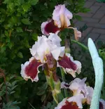 P1060352_584_600.webp
