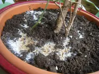 ficus1.webp
