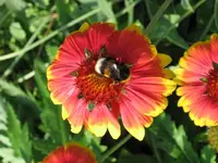 Herr Spindler mit Biene.webp