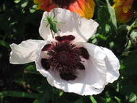 Mohn mit Grashüpfer.webp