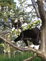Kater im Baum.webp