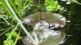 libellenrot.webp