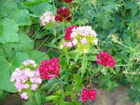Garten 2 June 3.webp
