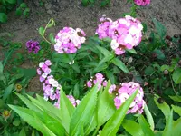 Garten 2 June 4.webp