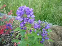 Garten 2 June 09 012.webp