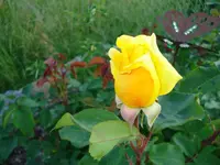 gelbe Rose.webp