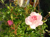 Hochstammrose.webp