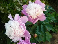 Pfingstrose zweifarbig.webp