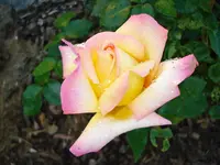 Rose zweifarbig.webp