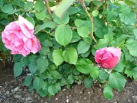 Strauchrose.webp