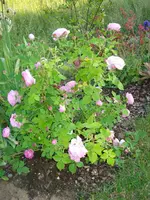 Strauchrose Ganzkoerperbild.webp