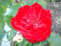 Vorgartenrose.webp