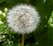 Pusteblume.webp
