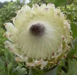 Protea weiss v.webp