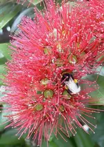 Pohutukawa v.webp