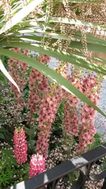 pflanzung (2).webp