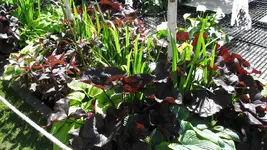 pflanzung (3).webp