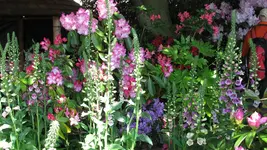 pflanzung (5).webp