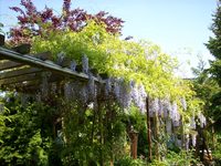 blauregen1.webp