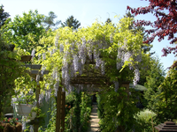 blauregen2.webp