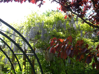 blauregen3.webp