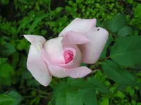 Rosa Rose.webp