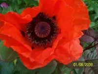 100_1778.webp