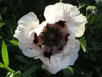 Mohn1.webp
