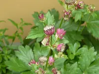 sterndolde.webp