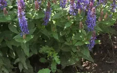 Kopie von Garten 1.6.09 023.webp