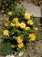 2544.webp