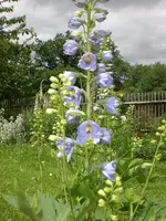 Garten Juni2 001.webp