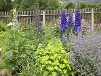 Garten Juni2 002.webp