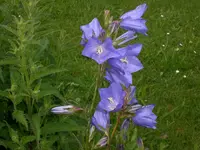 Garten Juni2 003.webp